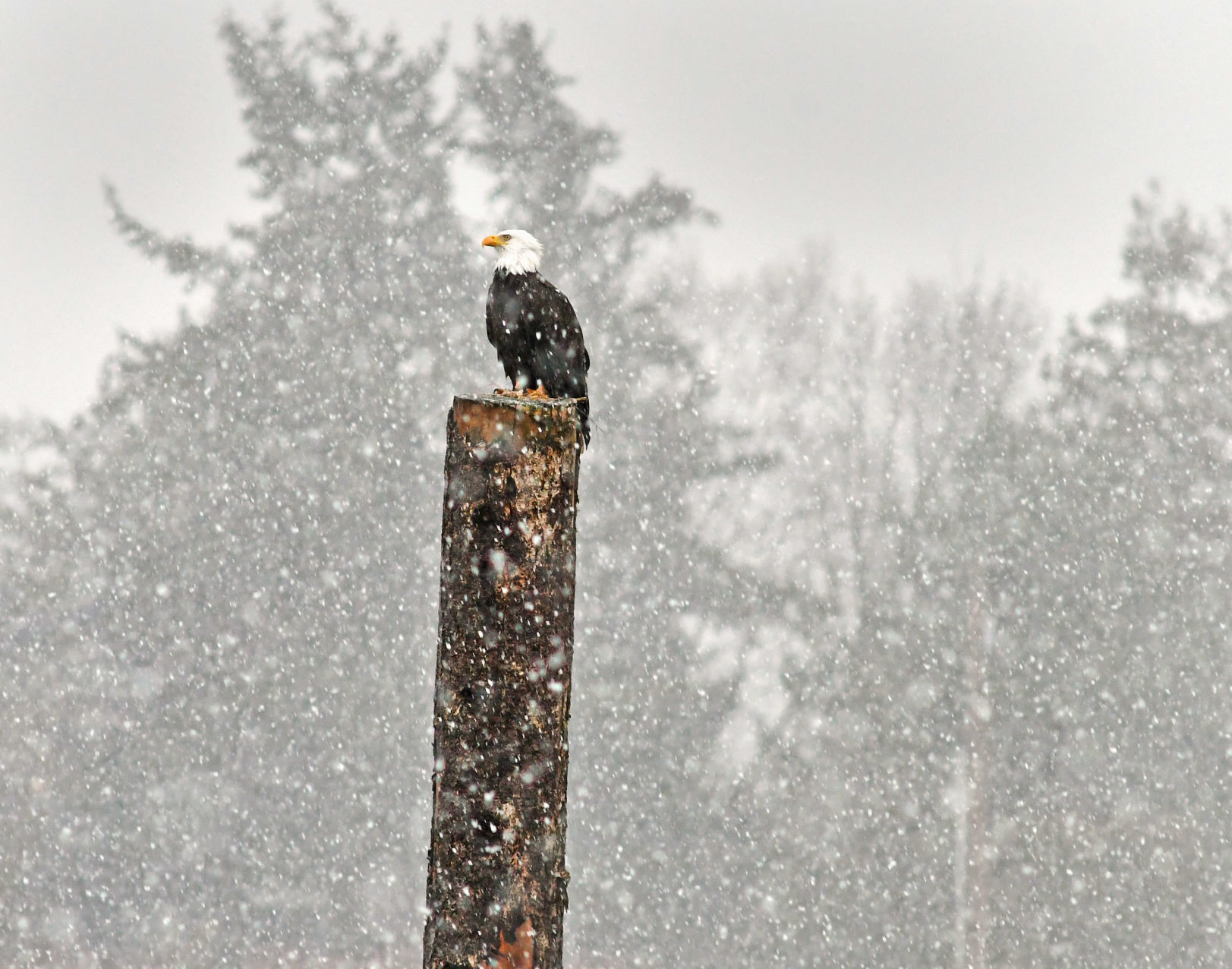 Snowbird